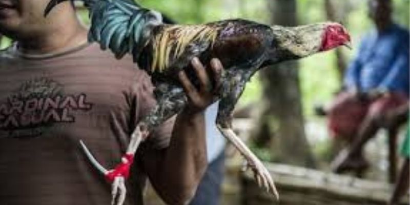 Chiến thuật đá gà cựa sắt cơ bản