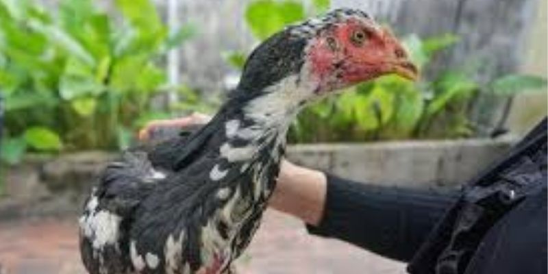 Lợi ích khi tham gia đá gà miền Tây tại 789win