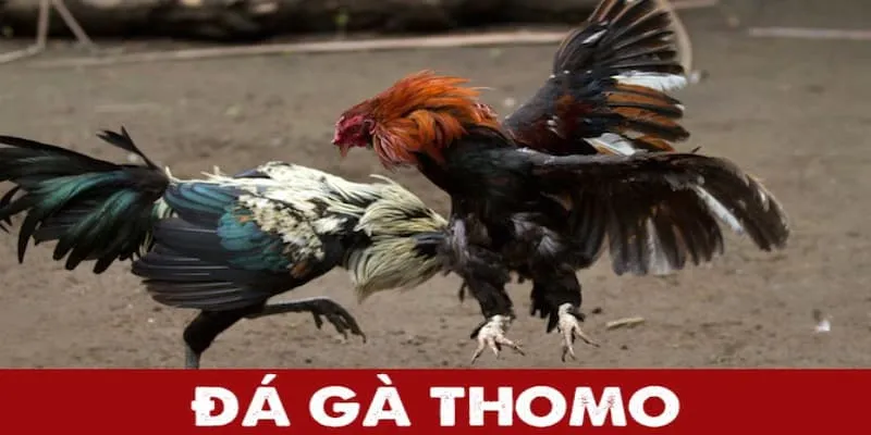Mẹo cược đá gà Thomo tại 789WIN hiệu quả