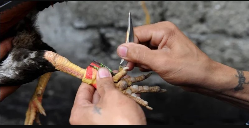 Chiến kê và huấn luyện